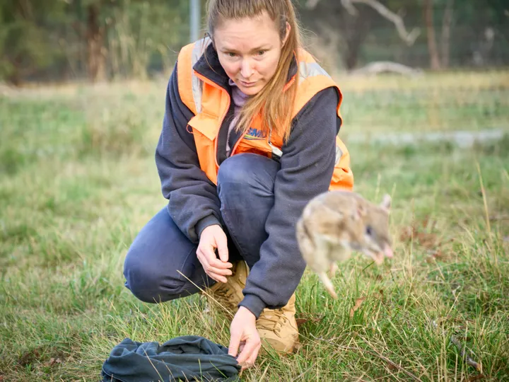 BMD_MRU_BANDICOOT_HUNT_017-scaled.jpg